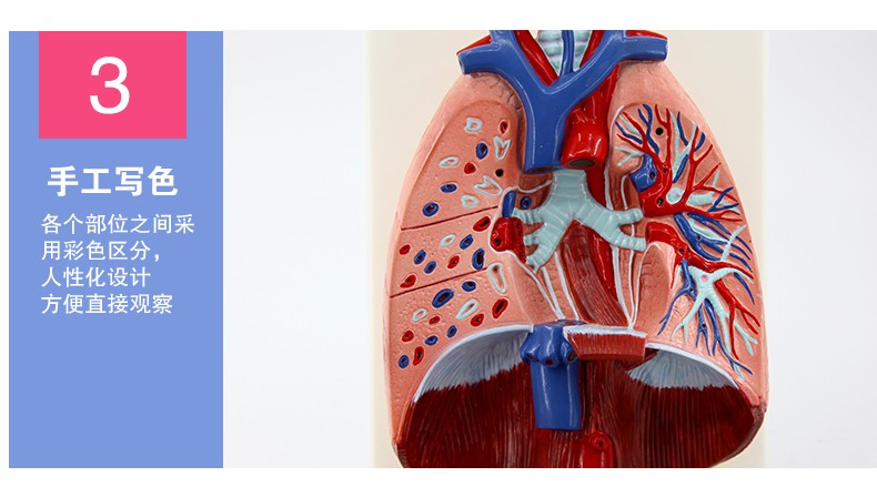 人体喉心肺模型 喉咙甲状腺 肺 心脏模型 人体呼吸系统模型详情图7