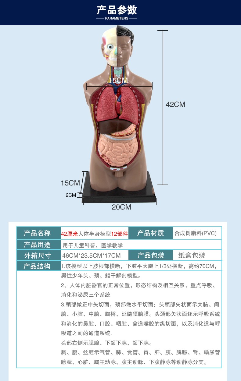 青华躯干模型人体内脏解剖男性女性躯干解剖半身器官结构造42cm详情图4