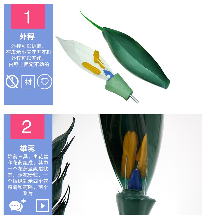 青华33008小麦花模型初高中生物教学科教仪器麦穗放大解剖模型详情图6