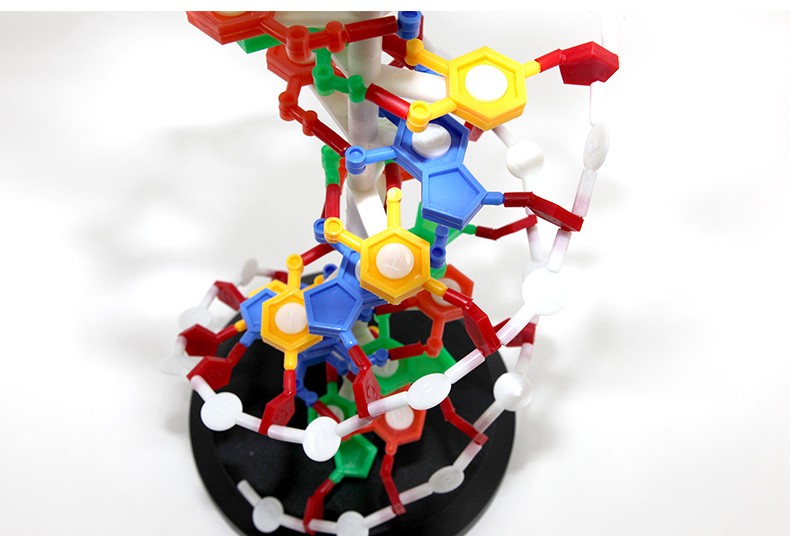 青华DNA模型生物基因链球形双螺旋 蛋白质模型学校老师教学演示用详情7