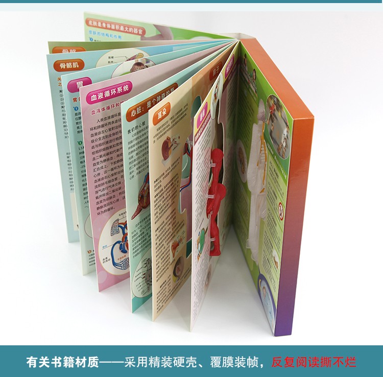 青华人体骨骼结构书图全身模型骨架器官内脏我们的身体3d立体幼儿详情图18