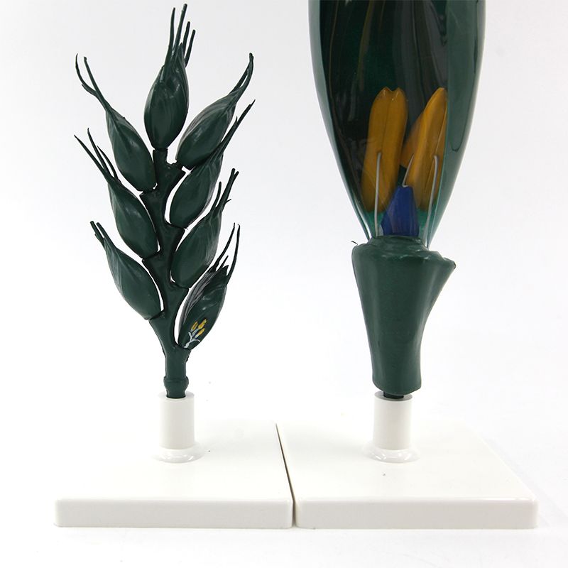 小麦花模型/小麦花/麦穗放大解剖模型细节图