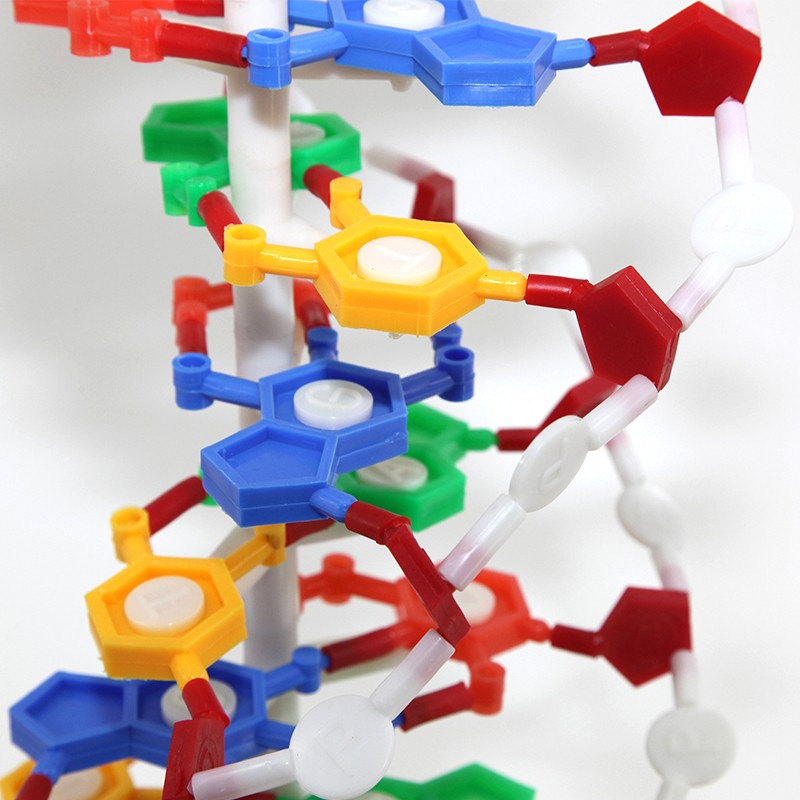 青华DNA模型生物基因链球形双螺旋 蛋白质模型学校老师教学演示用详情6