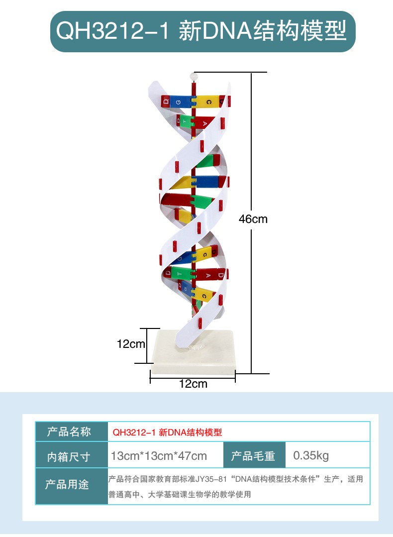 青华DNA模型生物基因链球形双螺旋 蛋白质模型学校老师教学演示用详情14