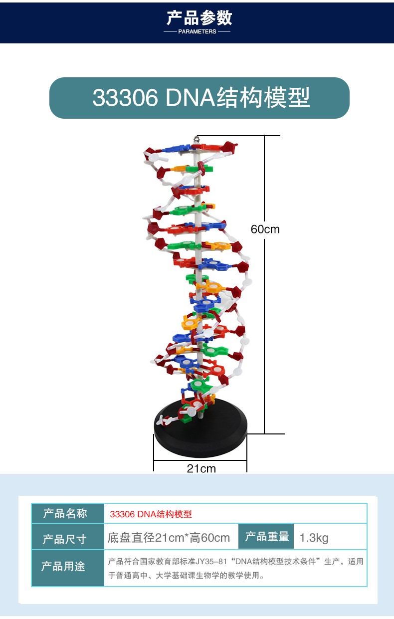 青华DNA模型生物基因链球形双螺旋 蛋白质模型学校老师教学演示用详情3