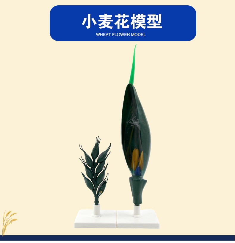 青华33008小麦花模型初高中生物教学科教仪器麦穗放大解剖模型详情图2