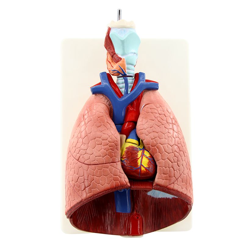 喉心肺模型/人体喉心肺/喉咙甲状腺白底实物图