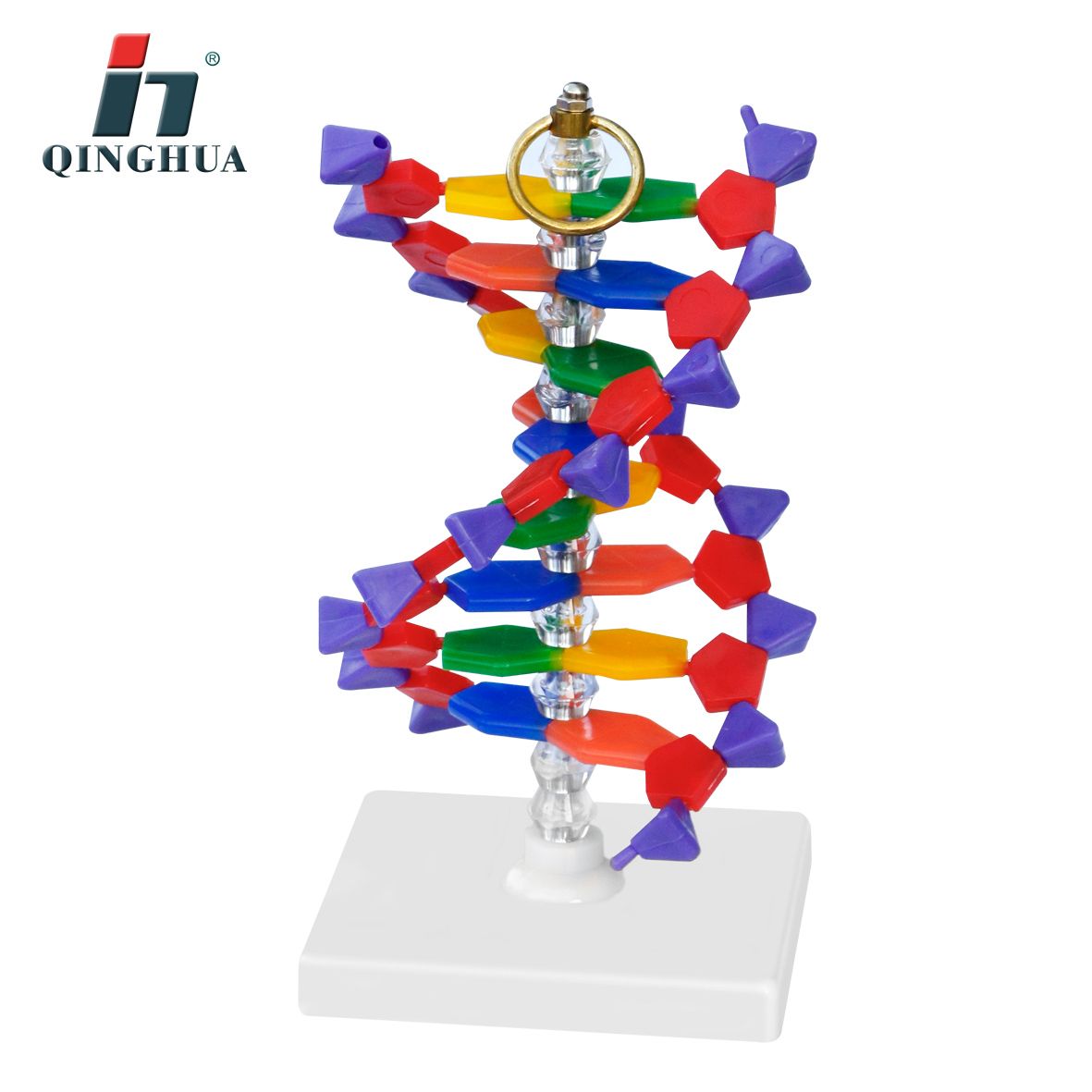 青华QH3212-5高精度DNA结构模型 生物学教学演示用品 立体拼装直观展示