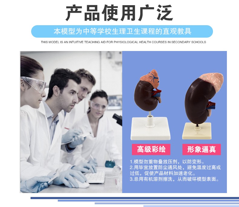 青华 QH3333-1 肾脏模型生物模型 人体脏器解剖模型 教学演示用详情图4