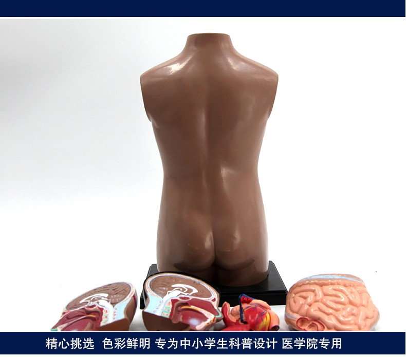 青华躯干模型人体内脏解剖男性女性躯干解剖半身器官结构造42cm详情图6