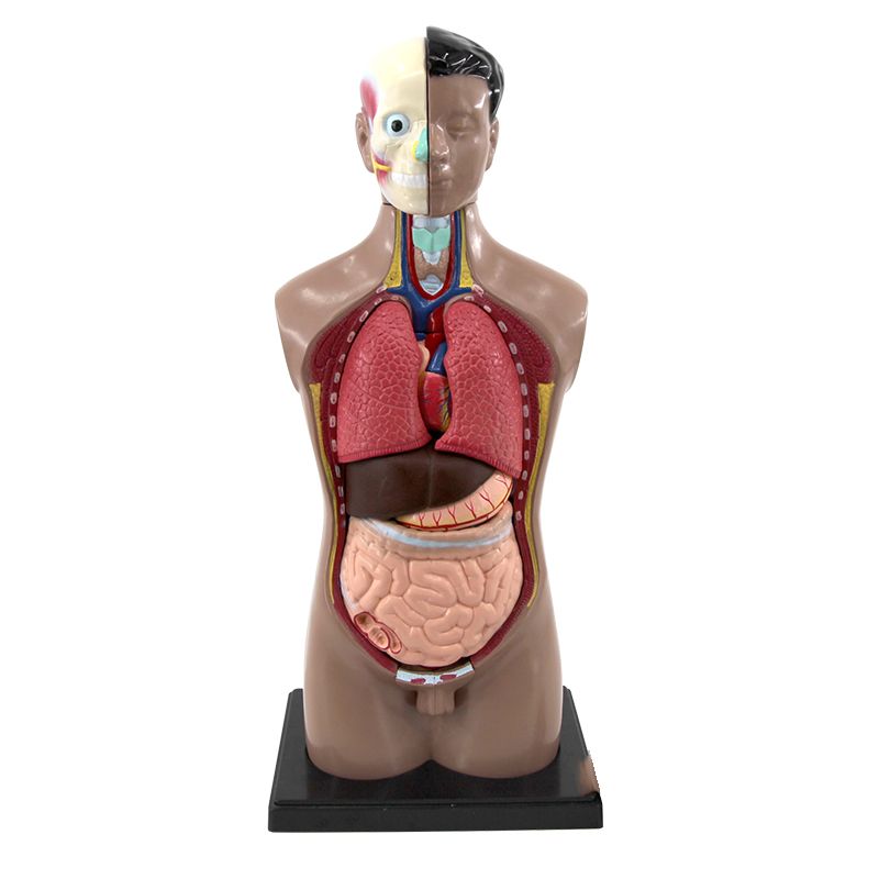 青华躯干模型人体内脏解剖男性女性躯干解剖半身器官结构造42cm