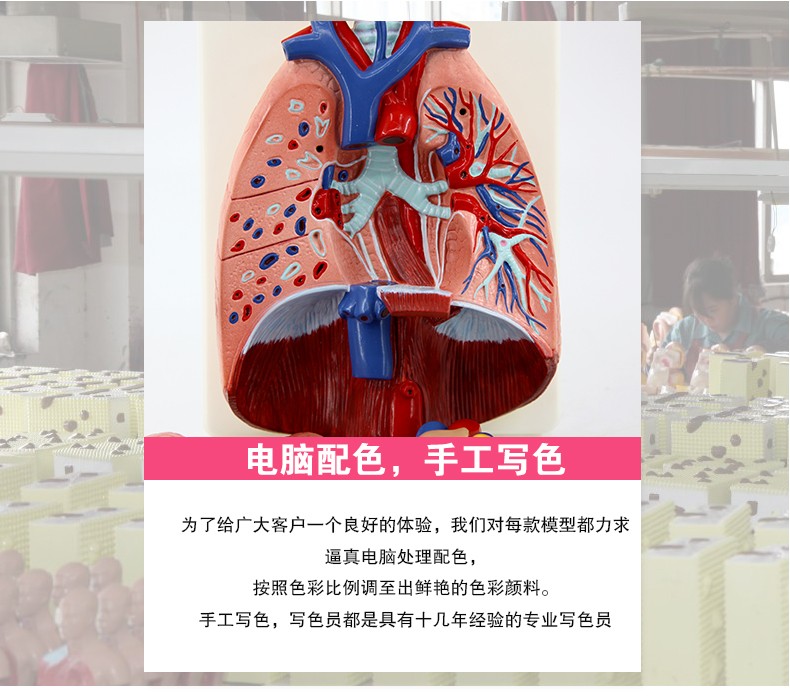 人体喉心肺模型 喉咙甲状腺 肺 心脏模型 人体呼吸系统模型详情图3