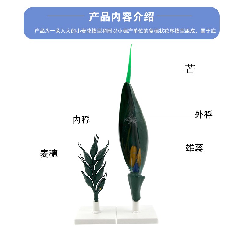 青华33008小麦花模型初高中生物教学科教仪器麦穗放大解剖模型详情图5