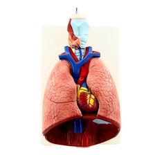 人体喉心肺模型 喉咙甲状腺 肺 心脏模型 人体呼吸系统模型
