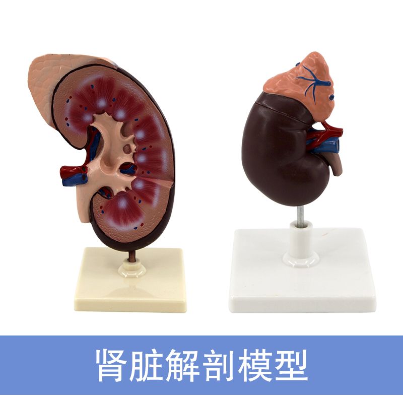 青华 QH3333-1 肾脏模型生物模型 人体脏器解剖模型 教学演示用详情图2
