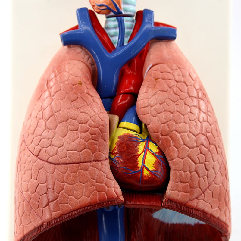 医药教学器材实物图