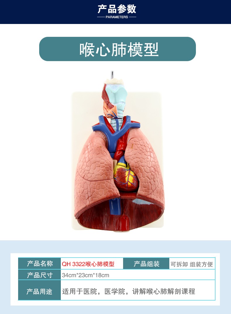 人体喉心肺模型 喉咙甲状腺 肺 心脏模型 人体呼吸系统模型详情图5