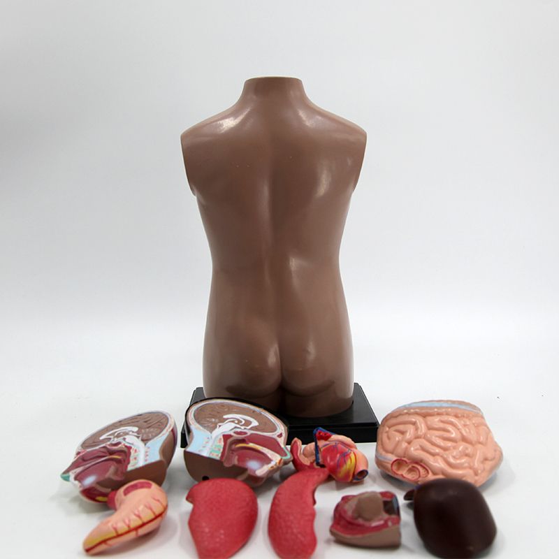 半身模型42CM/人体半身躯干模型/人体内脏解剖细节图
