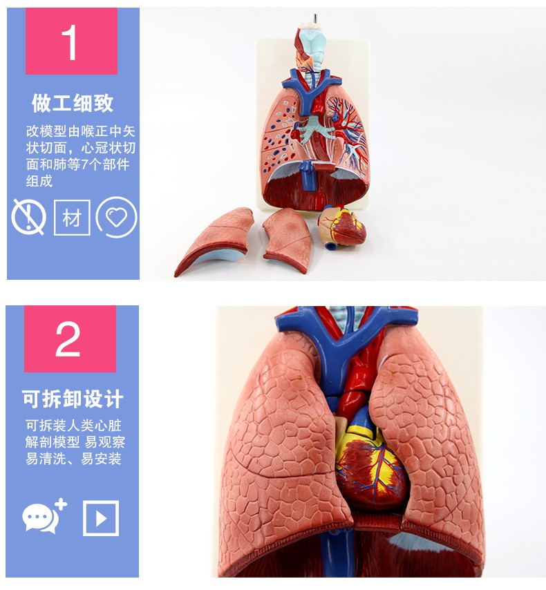 人体喉心肺模型 喉咙甲状腺 肺 心脏模型 人体呼吸系统模型详情图6