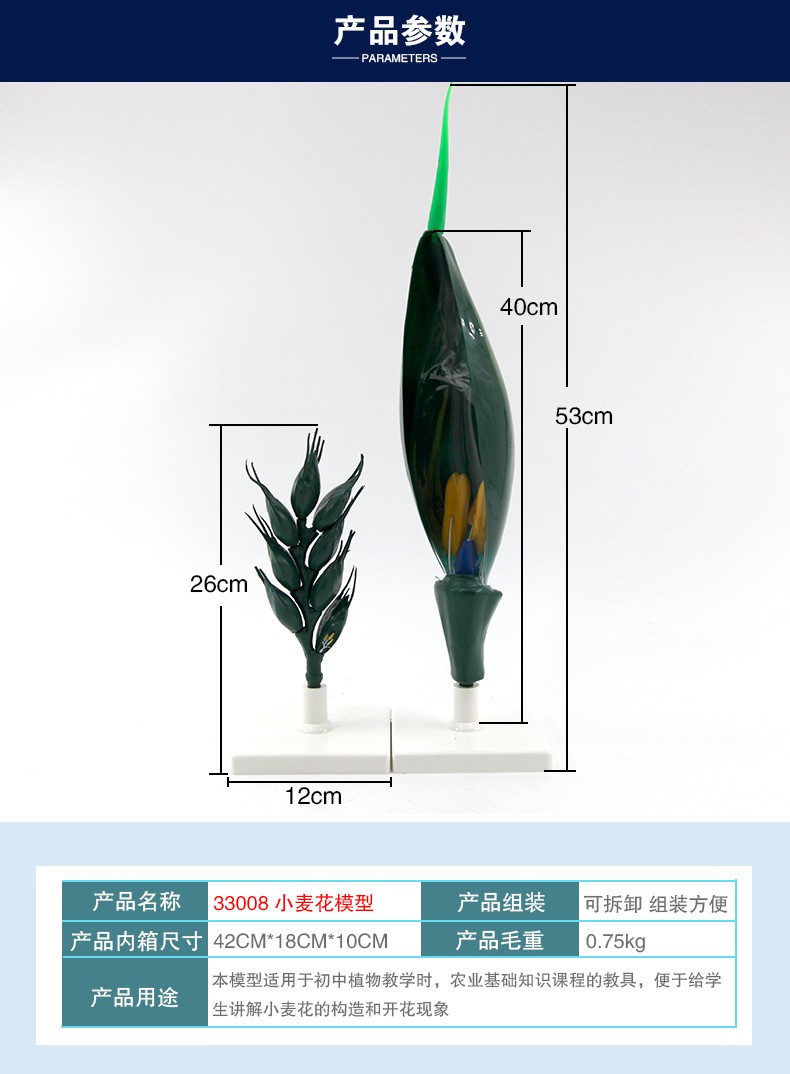 青华33008小麦花模型初高中生物教学科教仪器麦穗放大解剖模型详情图4
