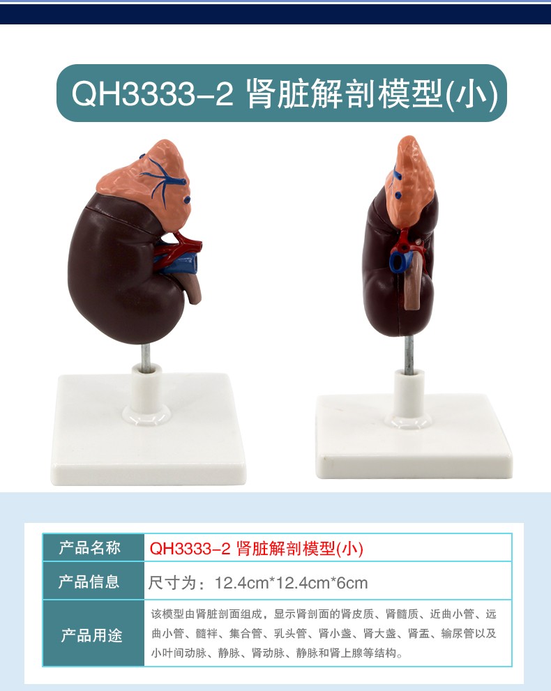 青华 QH3333-1 肾脏模型生物模型 人体脏器解剖模型 教学演示用详情图7