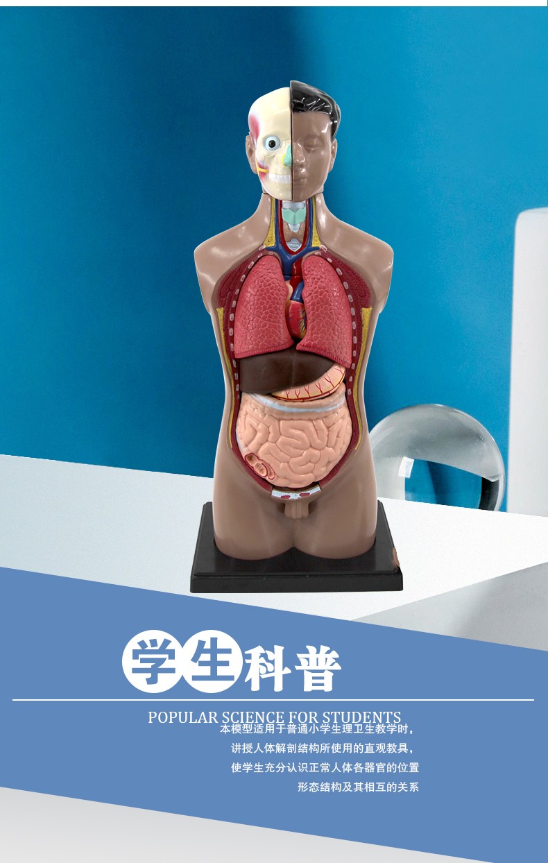 青华躯干模型人体内脏解剖男性女性躯干解剖半身器官结构造42cm详情图2