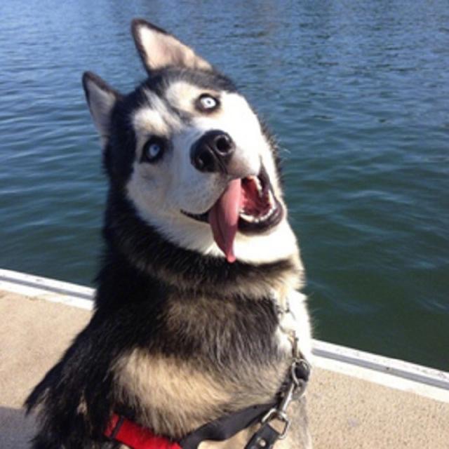 Northwest Wolf Men's Clothing describe pic - 1