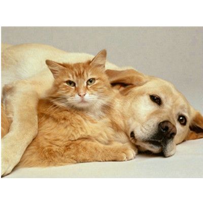 顶尖满钻带框带边钻石画JS20283图