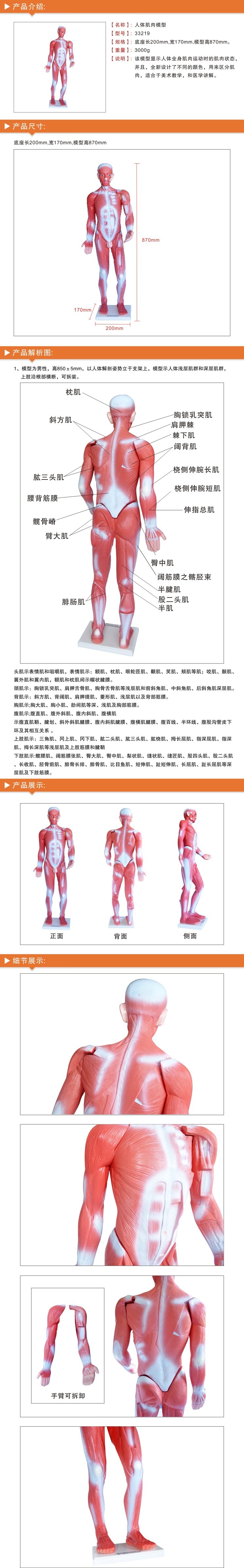 青华33219 85cm人体肌肉模型 全身肌肉形态构造教学演示用品 生物医疗解剖模型详情图2