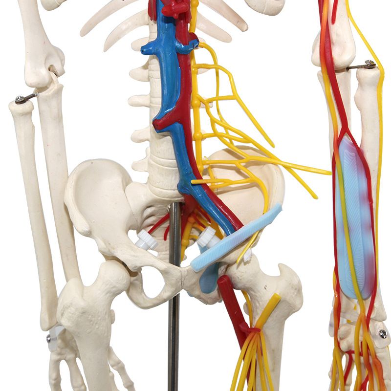 青华33204仿真人体骨骼模型85C 42CM可拆卸医学生物教学骷髅骨详情图2