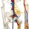 仿真人体骨骼/人体生物教学产品图