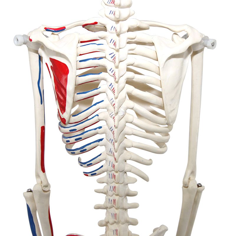 青华33204仿真人体骨骼模型85C 42CM可拆卸医学生物教学骷髅骨详情图5