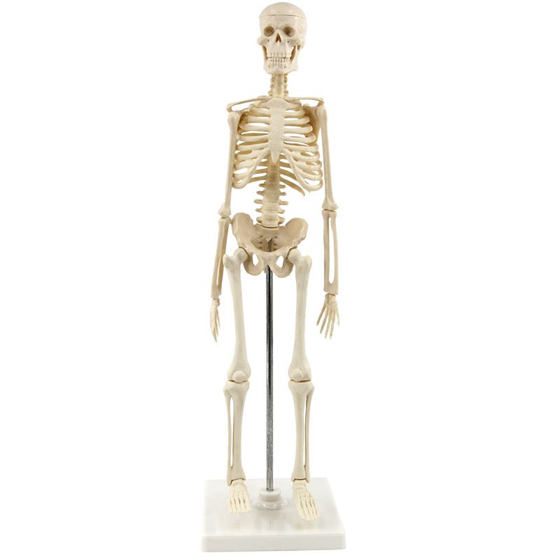 青华33204仿真人体骨骼模型85C 42CM可拆卸医学生物教学骷髅骨详情图4