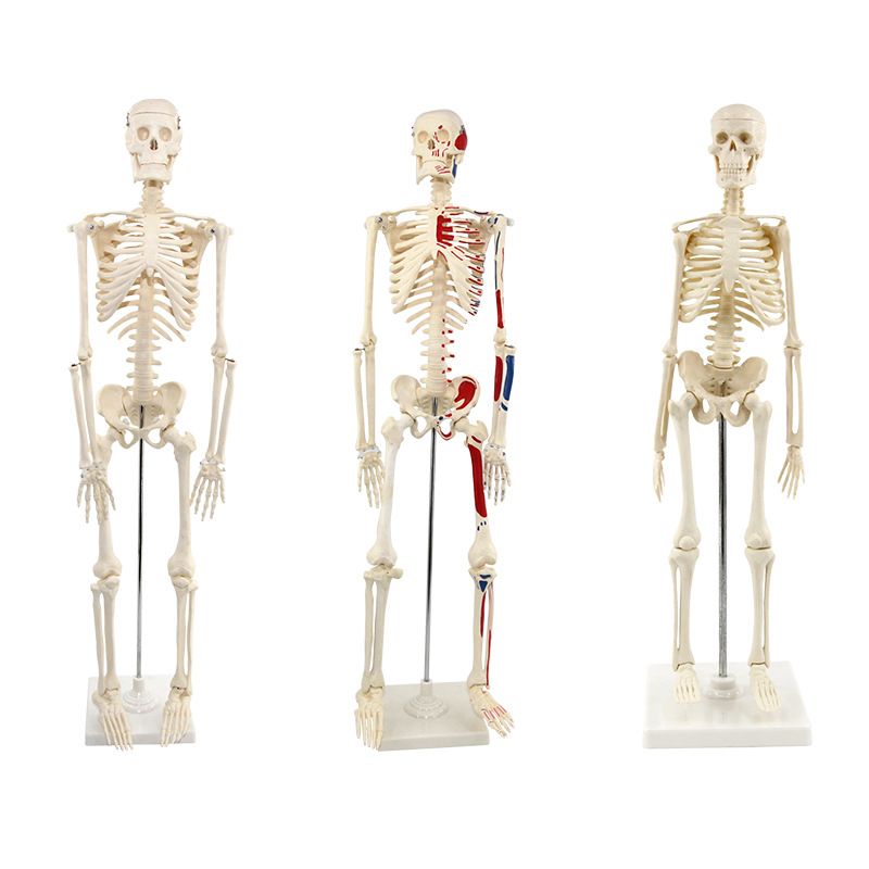 青华33204仿真人体骨骼模型85C 42CM可拆卸医学生物教学骷髅骨详情图1