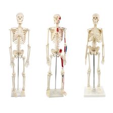 青华33204仿真人体骨骼模型85C 42CM可拆卸医学生物教学骷髅骨