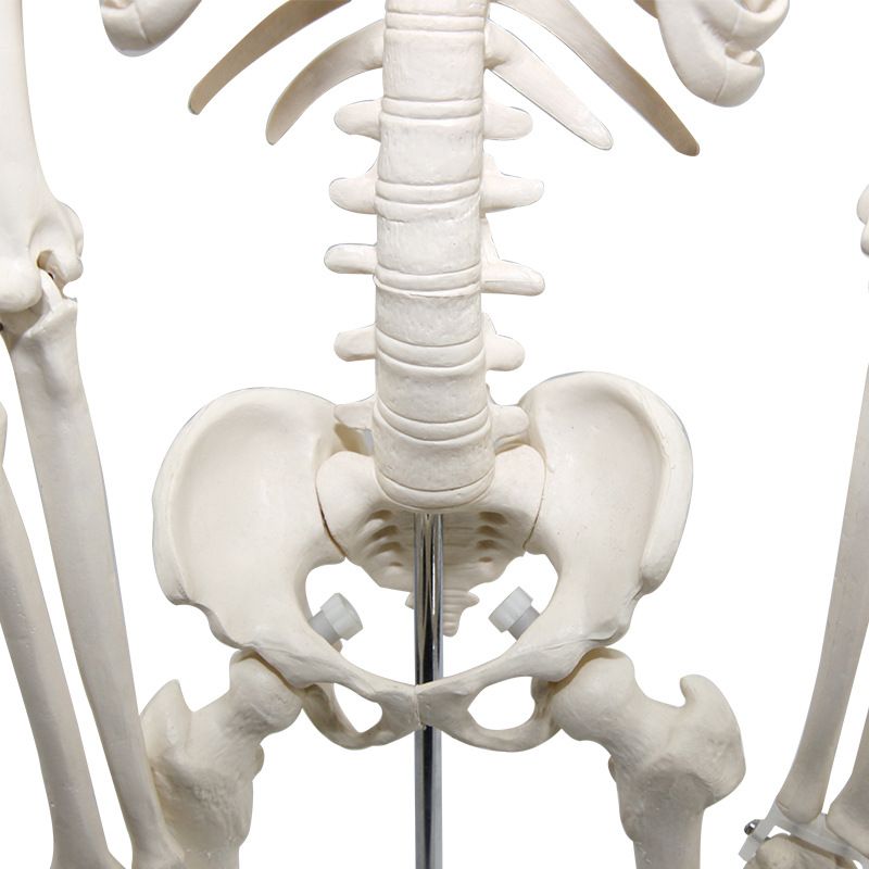 青华33204仿真人体骨骼模型85C 42CM可拆卸医学生物教学骷髅骨详情图3