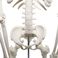 仿真人体骨骼/人体生物教学细节图