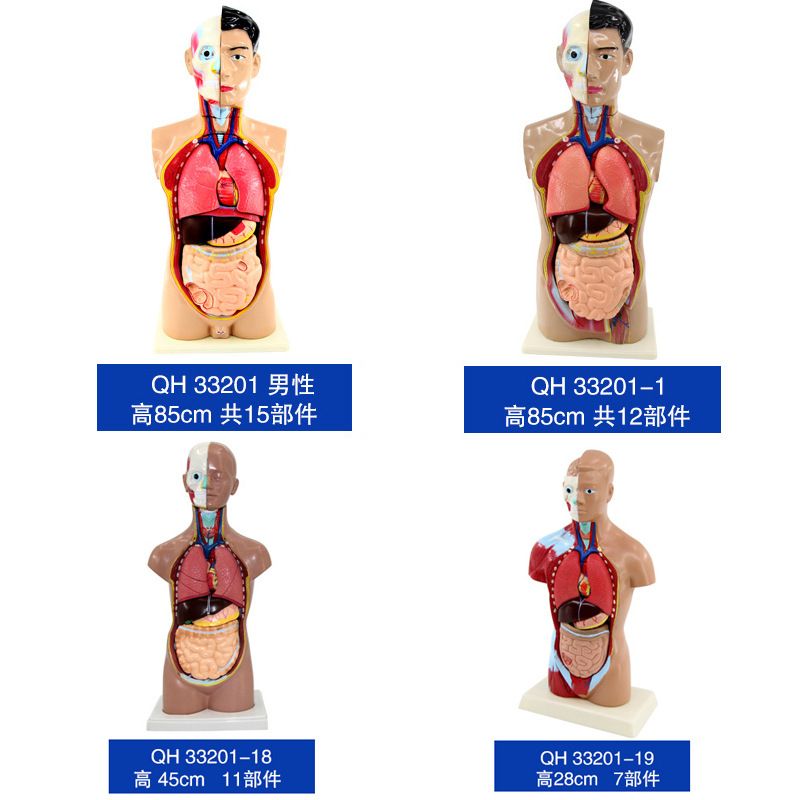 青华人体头颈躯干模型解剖演示生物科教仪器医学人体脏器研究