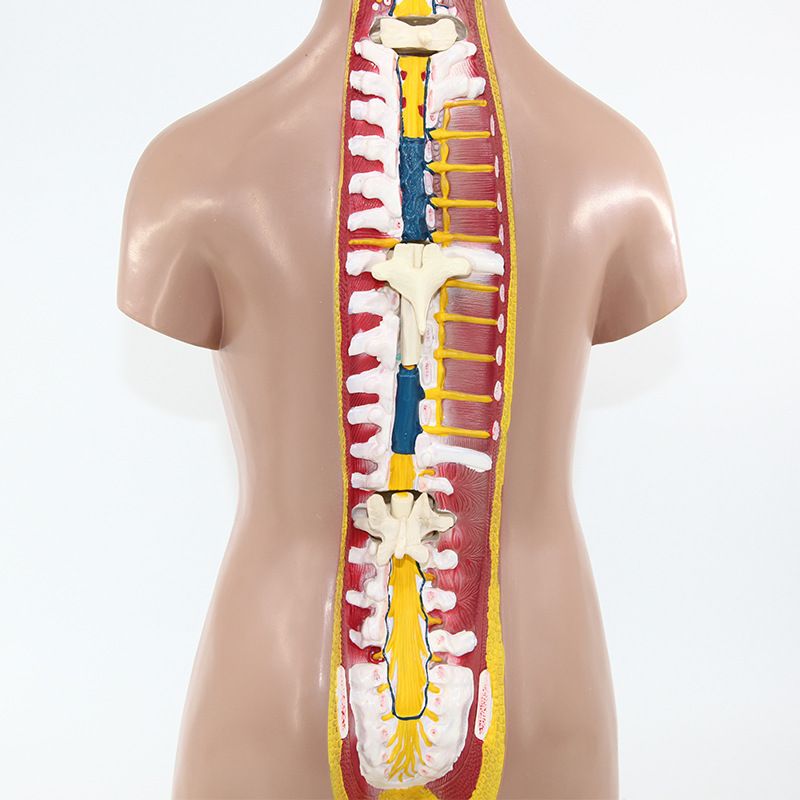 人体躯干模型细节图