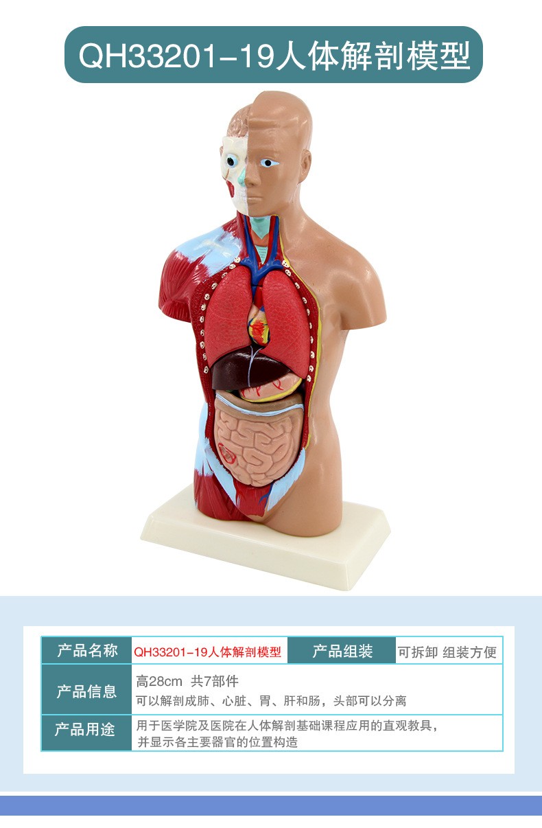 青华人体头颈躯干模型解剖演示生物科教仪器医学人体脏器研究详情6