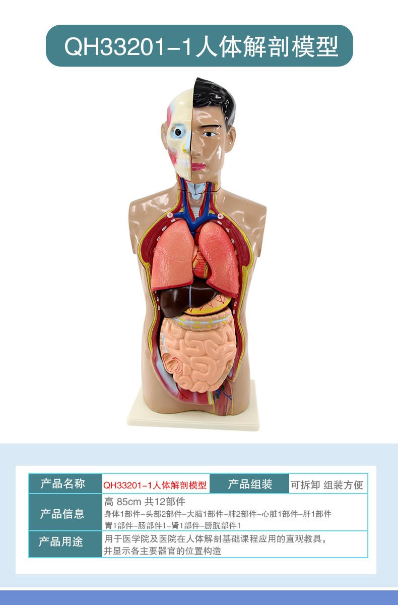 青华人体头颈躯干模型解剖演示生物科教仪器医学人体脏器研究详情4