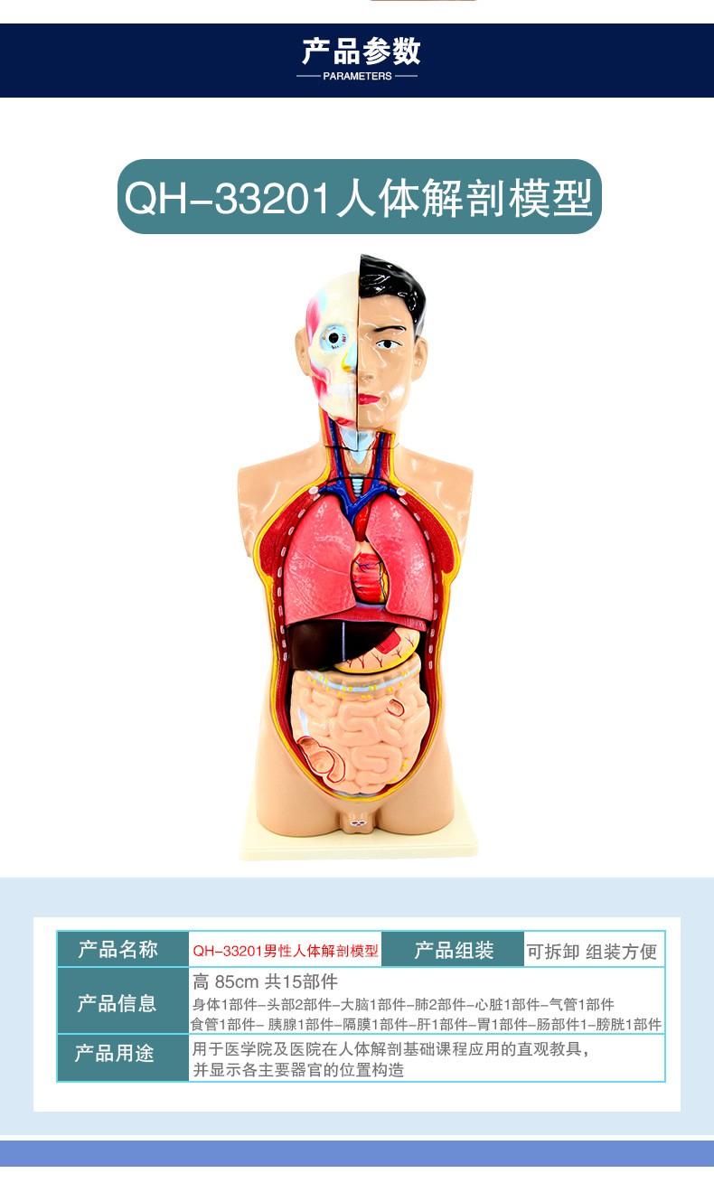 青华人体头颈躯干模型解剖演示生物科教仪器医学人体脏器研究详情3
