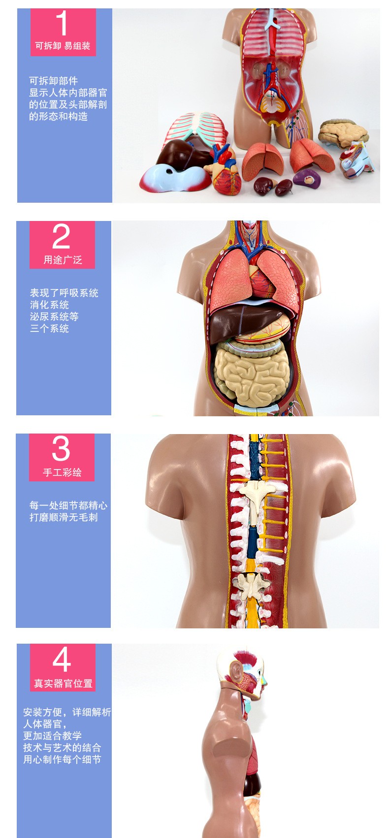青华人体头颈躯干模型解剖演示生物科教仪器医学人体脏器研究详情10