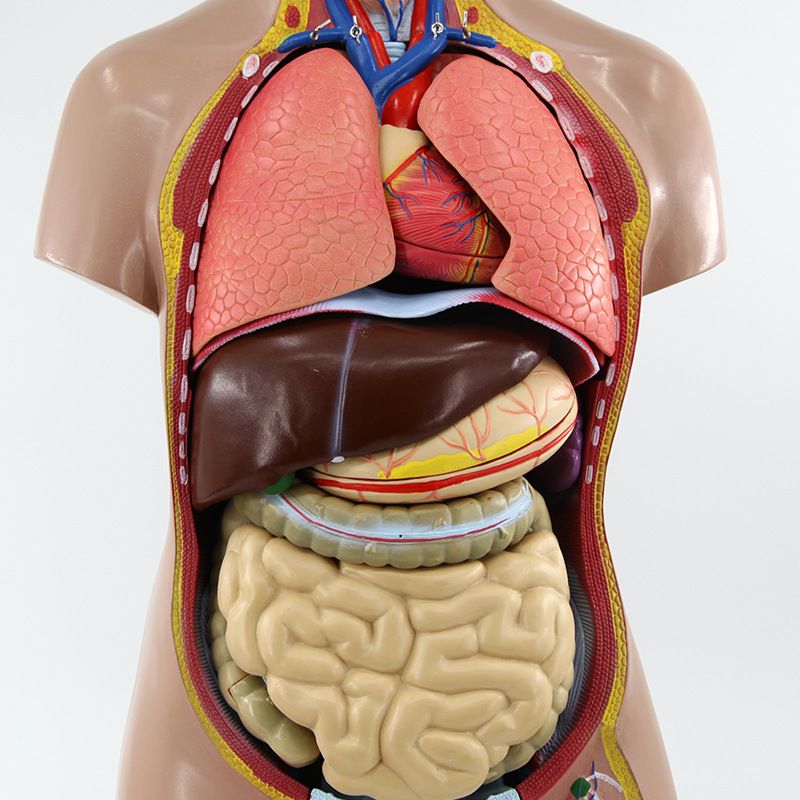 人体躯干模型产品图