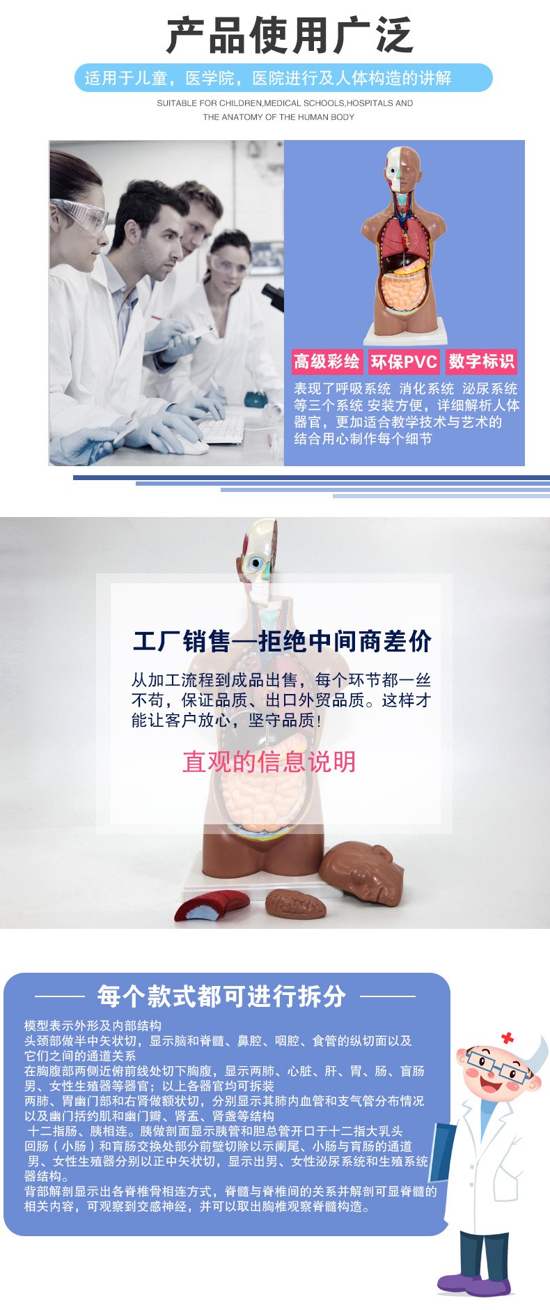 青华人体头颈躯干模型解剖演示生物科教仪器医学人体脏器研究详情8