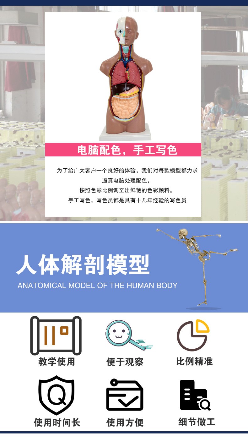 青华人体头颈躯干模型解剖演示生物科教仪器医学人体脏器研究详情7