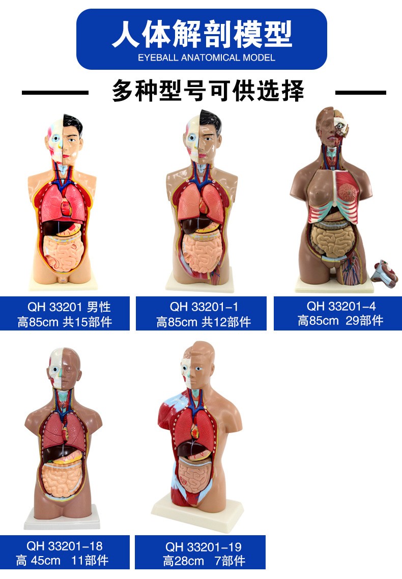 青华人体头颈躯干模型解剖演示生物科教仪器医学人体脏器研究详情2