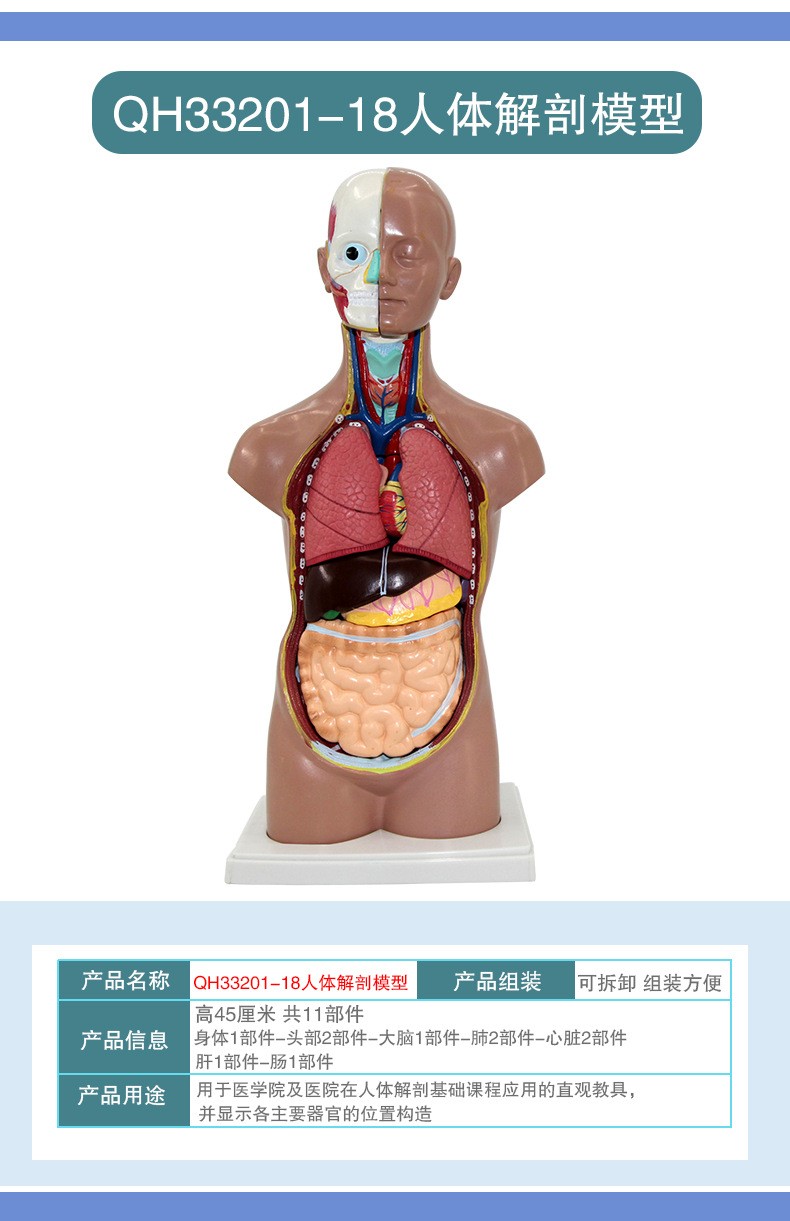 青华人体头颈躯干模型解剖演示生物科教仪器医学人体脏器研究详情5