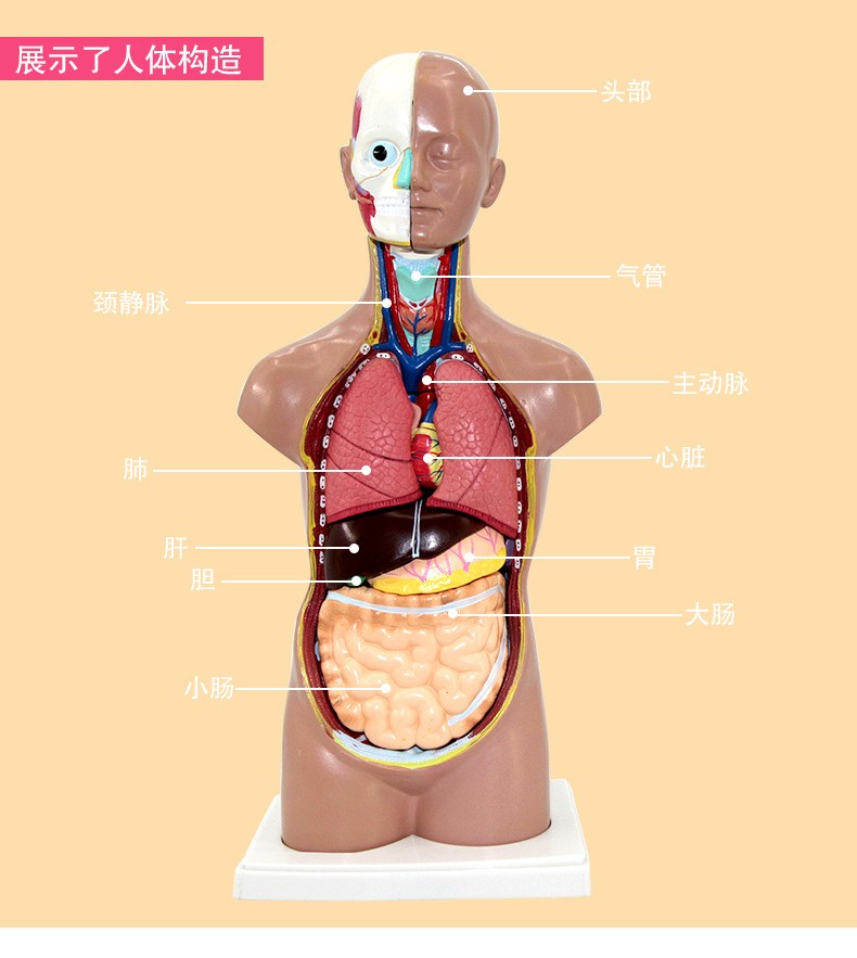 青华人体头颈躯干模型解剖演示生物科教仪器医学人体脏器研究详情9