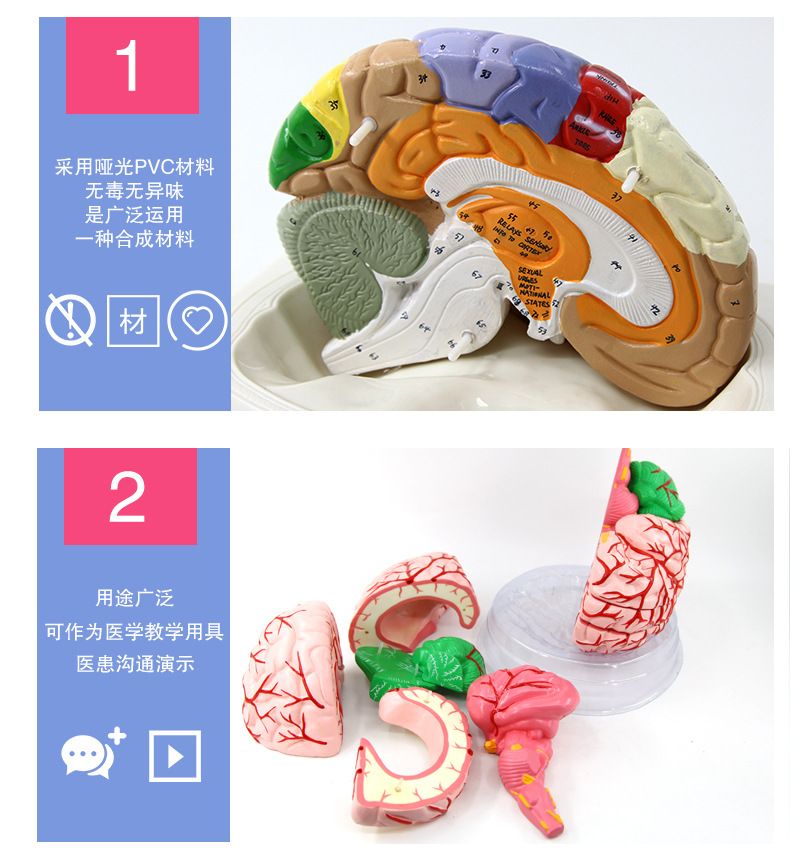 青华脑解剖模型 自然大 脑生物教学医学演示科教仪器沟裂叶回详情5